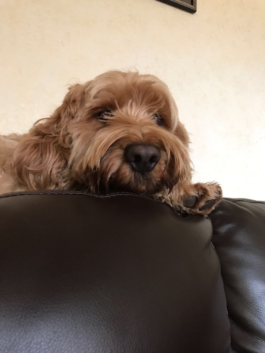 janelashutters's tweet photo. Charlie, Team Janela's Top Man, is particularly excited!

#AfterLife3 
#RickyGervais 
#FridayFeeling https://t.co/kzPCIxJXe6