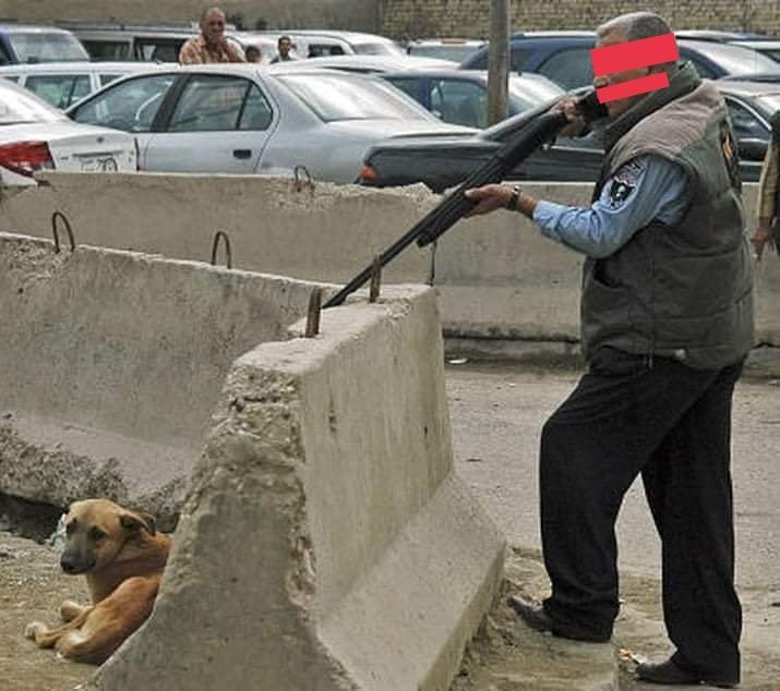 Street dogs are being demonised targeted &amp; killed in Turkey. We must support the courageous animal defenders in Turkey trying to stop this cruel madness <a href="/scanme_tukslaw/">Tuks Law</a> @DogDeskNews <a href="/MuratPompidu/">michelle murat</a> #Turkey