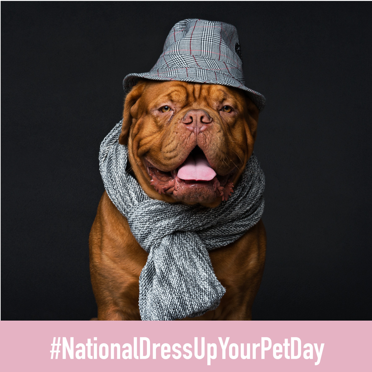 FirstClassFinan's tweet image. When your dog is this refined and your landlord still says no it's time to stop renting and buy Fido the digs he deserves! Reach out to get the process started!