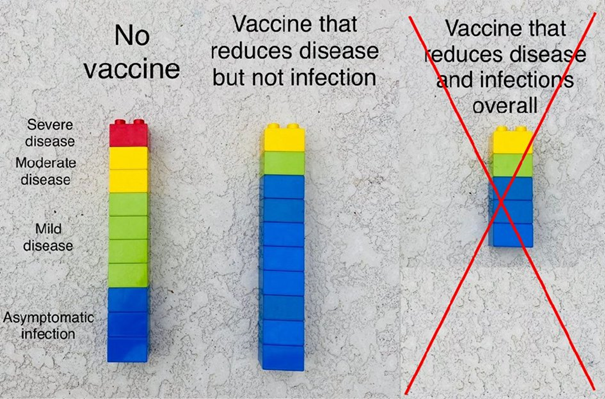 4/55Ce n'est pas un défaut d'efficacité, mais la conséquence :1) du design de notre système immunitaire2) du mode de transmission de SARS-CoV-2 et de ses cibles cellulairesJ'en avais déjà parlé ici par exemple :  https://twitter.com/C_A_Gustave/status/1474900836400746504?s=20On parle de "leaky vaccines"