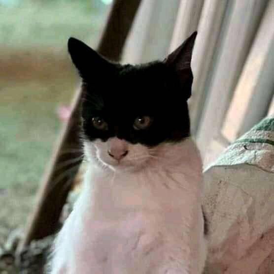 Alliance Animale tweet media