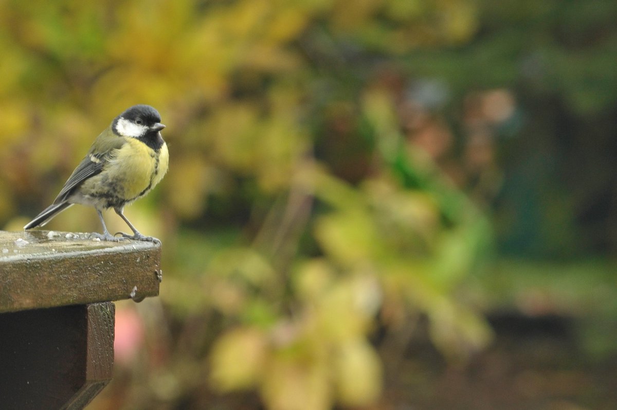 NevisEnv's tweet photo. Our Nevis Ecologists are already hearing several bird species beginning to sing to assert territories and attract a mate.
A full breeding bird survey requires four visits across the breeding season, don't leave it too late to get booked in. Contact Us: info@nevisenvironmental.com https://t.co/YnvepoMQQg