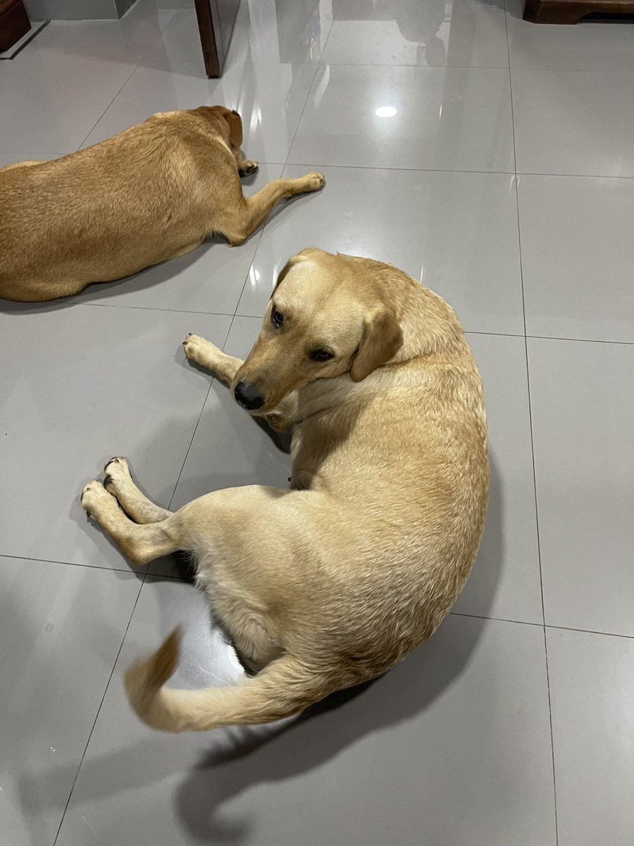 Hola, encontramos estas dos chiquis perdidas en la calle, si alguien sabe de sus dueños, que se comuniquen a este 0981281108. 
Se agradece el Rt.