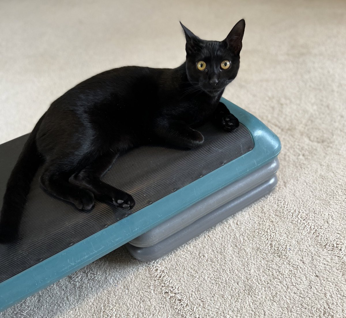 Schwartzville's tweet image. Ready to do some exerceisejdidnws! #catpilates