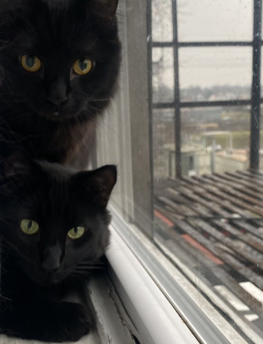 lavendermatchaa's tweet photo. this is a fan account for my cats at this point like are u joking me. 😭 https://t.co/OK8sUuK7LO
