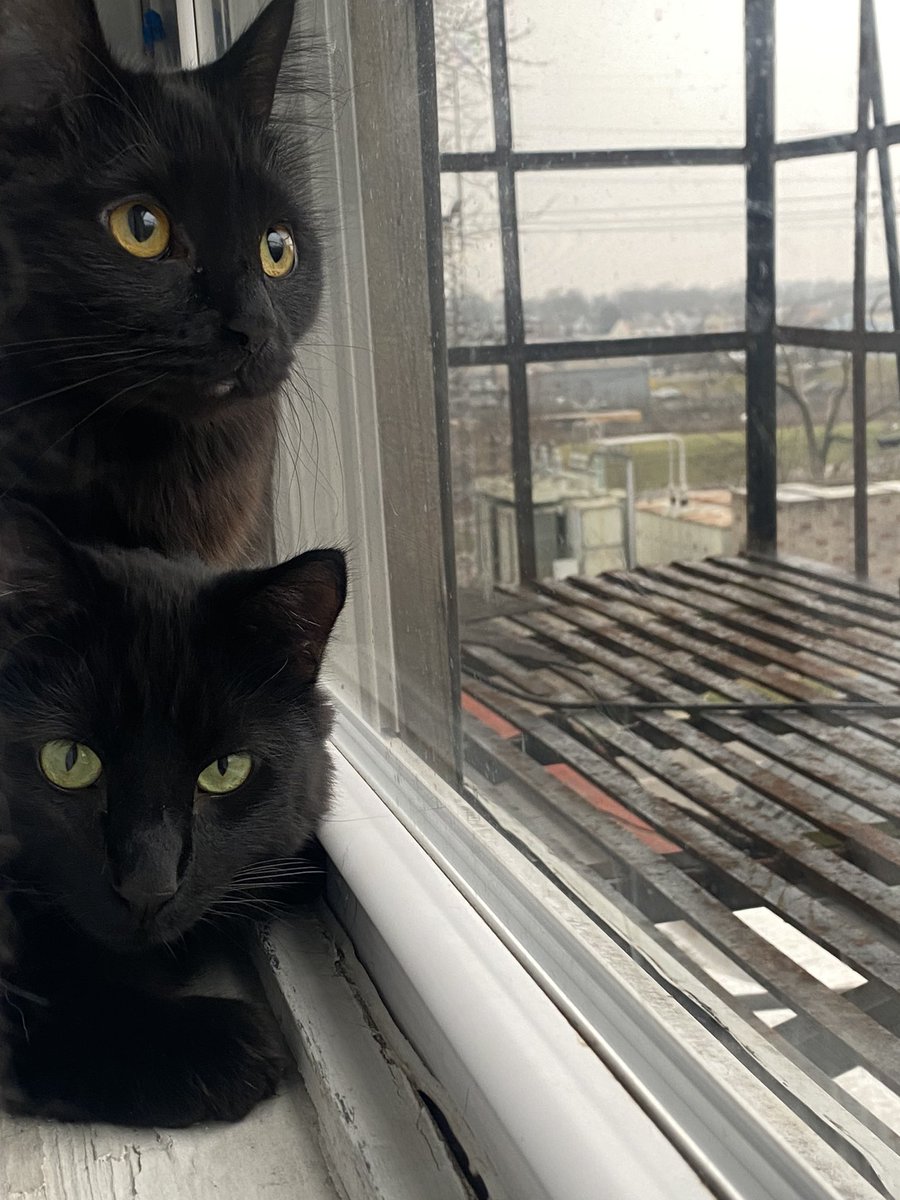 lavendermatchaa's tweet photo. this is a fan account for my cats at this point like are u joking me. 😭 https://t.co/OK8sUuK7LO