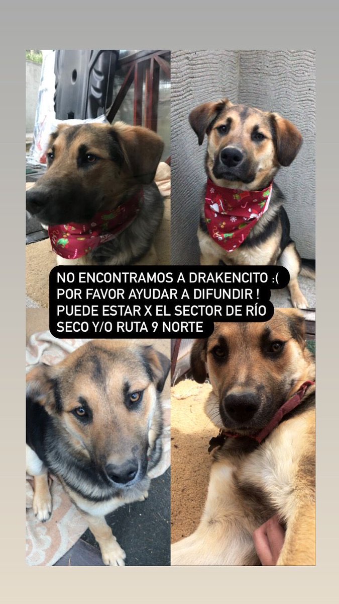vichodamianovic's tweet photo. Se escapó Draken y no lo pillamos, porfavor ayudar con un RT 😫😭 https://t.co/AuQ1DWV13Z
