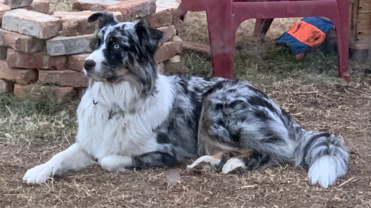 djledford's tweet photo. Look at this handsome regal boi lookin all grown up #alittlebitsad #ausky #morningcapture https://t.co/OjuknUXF8m