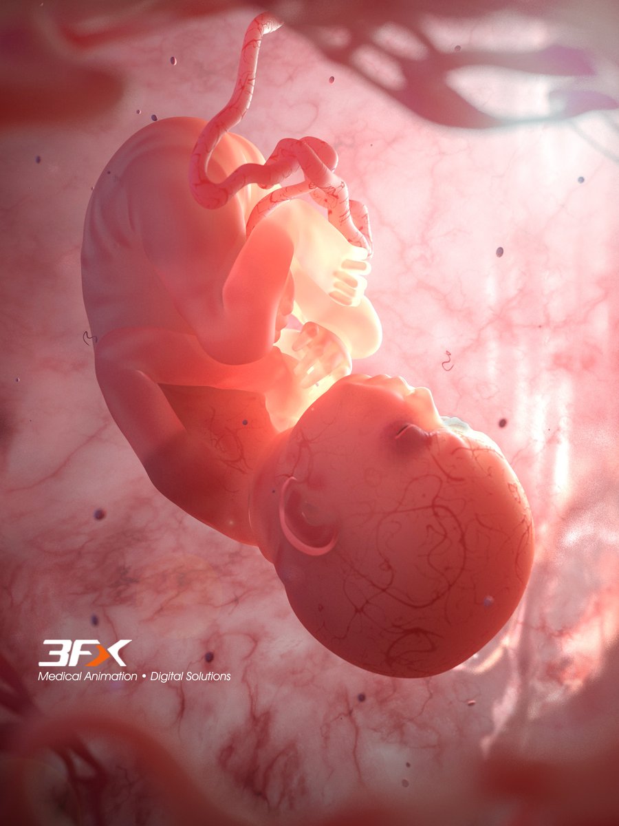 3FXinc's tweet photo. It's National Birth Defects Awareness Month.

#AcrossTheLifepsan #BirthDefects #birthdefectawarenessmonth #Fetus #Scientificillustraton #anatomicalillustration #medicalillustration #3Dillustration  #Medicine #science #Biopharma #Pharma #3FXanimations https://t.co/GA31AMdVh8