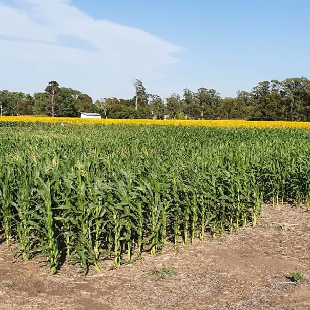 Ensayos de maíz y girasol 21/22. Se evalúan rendimiento y comportamiento sanitario.