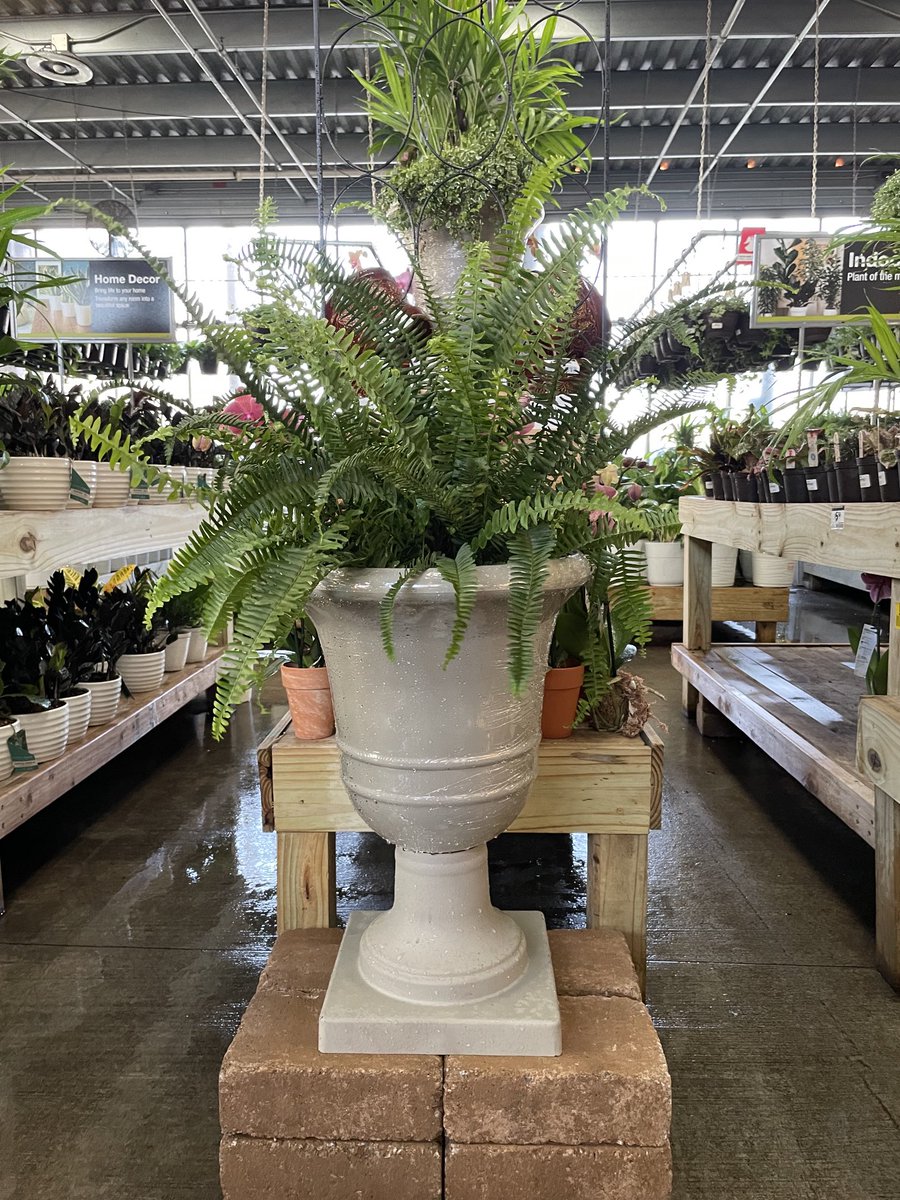 Marty Harris (@martyha50449657) on Twitter photo Bring life to your home With Decor Tropicals shop with Marty Harris Buckhead HD thank you Costa Farms for your support <a href="/MoveandLose/">PATRICIA MABEN</a> <a href="/thehomedepot/">The Home Depot</a> Bring life to your home With Decor Tropicals shop with Marty Harris Buckhead HD thank you Costa Farms for your support <a href="/MoveandLose/">PATRICIA MABEN</a> <a href="/thehomedepot/">The Home Depot</a>