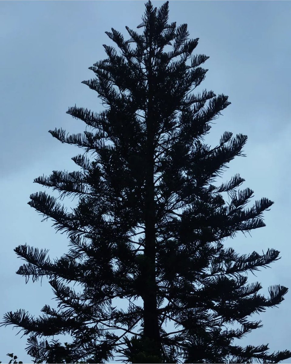 LensationNM's tweet image. It's #FeatureFriday!🌟

Captured by Haily Shah📸

Attach your best clicks here to get a chance to be featured -
drive.google.com/folderview?id=…

#Photography #PhotographyFeature #PhotoOfTheDay