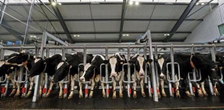 Macrogranjas: animales atados e inmovilizados toda su vida hasta el viaje al matadero. Jamás respiran al aire libre y suelen comerse sus heces y orines por falta de espacio. Esto es una macrogranja, señor <a href="/pablocasado_/">Pablo Casado Blanco</a> , no el bonito prado con vacas paciendo donde hoy ha estado.