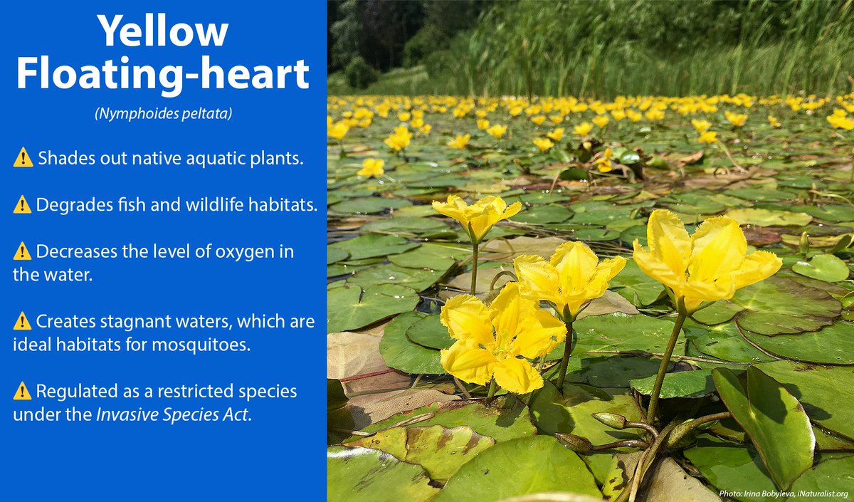 Invading Species tweet media