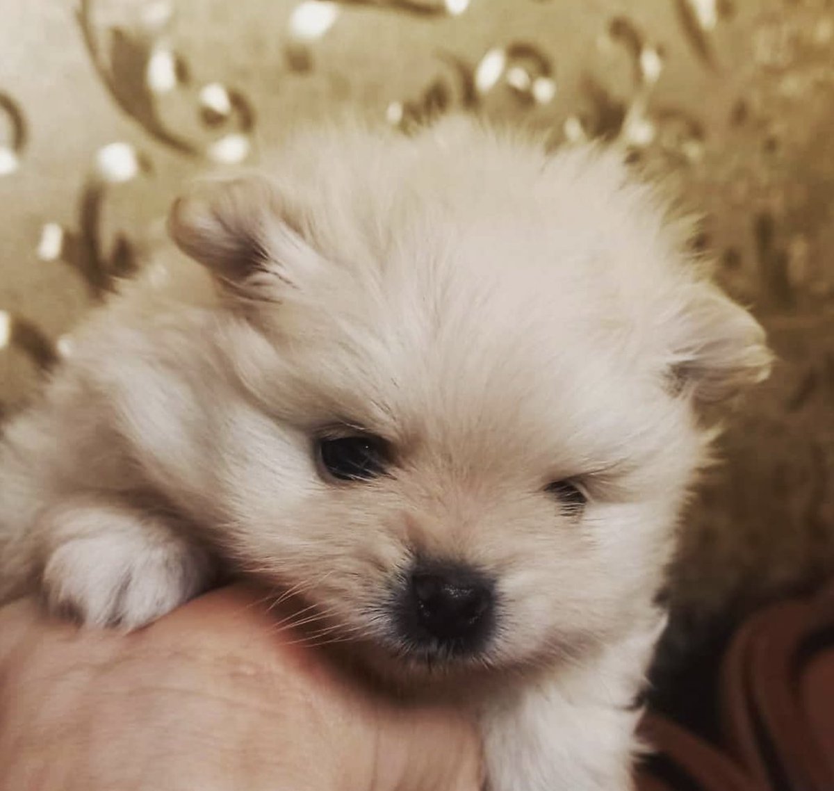 Sergey Don 🛸❤️ Memecoin tweet media