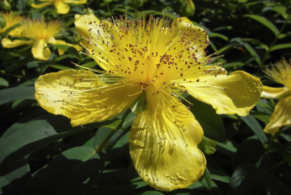 NHPRS's tweet photo. Interested in latest research trends on St. John’s Wort? Check out Jeremy Ng’s (@YJeremyNg) bibliometric analysis of the recent literature that was published on De Gruyter! https://t.co/z2bPKgFSNQ 

#NHPRS #JNHPR #stjohnswort https://t.co/Kr5s70fsqB
