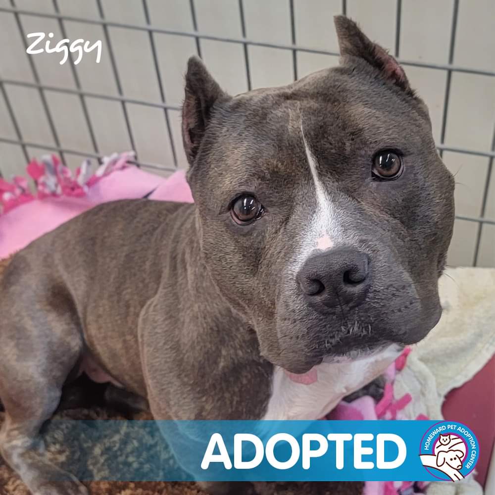 ExecDirHPAC's tweet image. This beautiful girl was adopted! I had mixed feelings when I was walking the dog room and she was gone. I was excited for her but sad I&apos;d get no more Ziggy hugs. Her adopter is a lucky person ❤🐶❤
#AdoptDontShop #homewardpet #puppykisses #IAMHOMEWARDPET