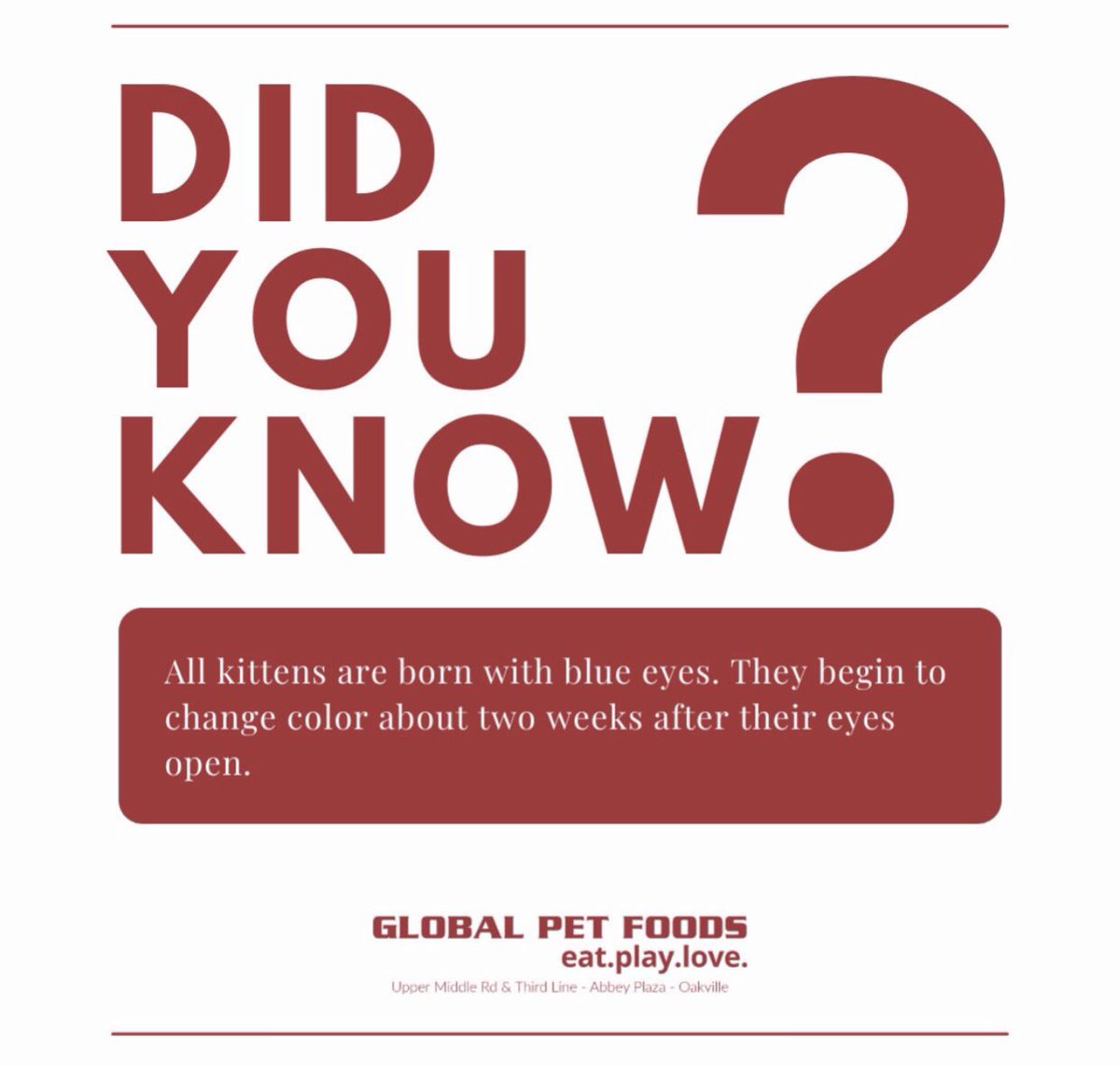 GPFGeorgetown's tweet image. Betty White Challenge. We are accepting money for North Halton Kitten Rescue #bettywhitechallenge #nhkr #globalpetfoods #gpfgtown #georgetownontario #georgetownmarketplace #adoptdontshop #pets #petsoftwitter #petsofinstagram #petsoffacebook