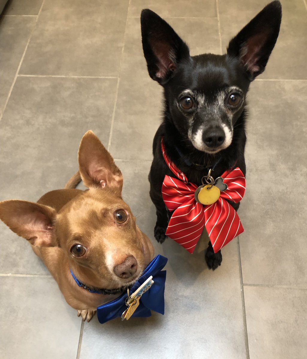 1alyssakang's tweet photo. Every day is #NationalDressUpYourPetDay in our home 😂😍😊🐶🐾🎀🎃🦄 https://t.co/KFCdY20pi4