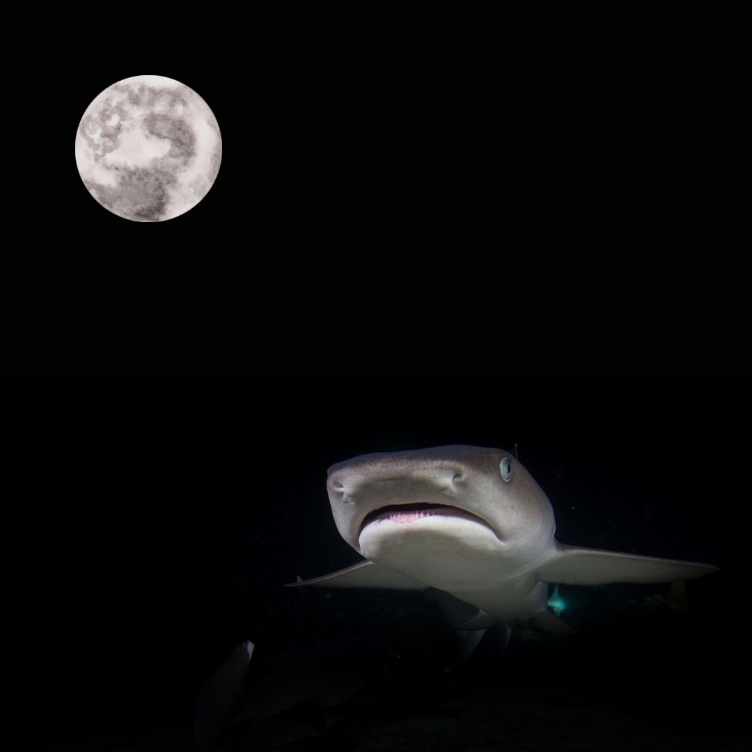 LSU College of the Coast & Environment (@lsu_cce) on Twitter photo A new study from <a href="/LSU/">LSU</a> CC&E's <a href="/TRACE_lab/">Steve Midway</a> shows that, on average, more shark attacks occur during fuller phases of the moon. Are these sharks under a moon spell?
Read more about this <a href="/LSUResearch/">LSU Research</a>: ow.ly/Tykp50HtHgt A new study from <a href="/LSU/">LSU</a> CC&E's <a href="/TRACE_lab/">Steve Midway</a> shows that, on average, more shark attacks occur during fuller phases of the moon. Are these sharks under a moon spell?
Read more about this <a href="/LSUResearch/">LSU Research</a>: ow.ly/Tykp50HtHgt