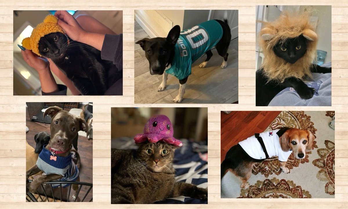 ZeckosWorld's tweet photo. Happy Friday! Today is #NationalDressUpYourPetDay! We here at Zeckos love our #furbabies! Do you buy costumes and/or clothing for your pets? Here are just a few of our #bestdressedpets. Feel free to join in and show off your best dressed pets! #dogs #cats https://t.co/ZzqfXFUUyd