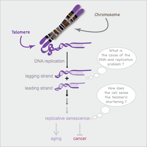 #JourneeMondialeContreLeCancer Le saviez-vous ? Le vieillissement de nos cellules nous protège du cancer. <a href="/TeixeiraTeloLab/">Maria Teresa Teixeira</a> étudie des entités cellulaires au cœur de ce phénomène : les télomères. 🧬@umr8226 #Cancer #telomeres