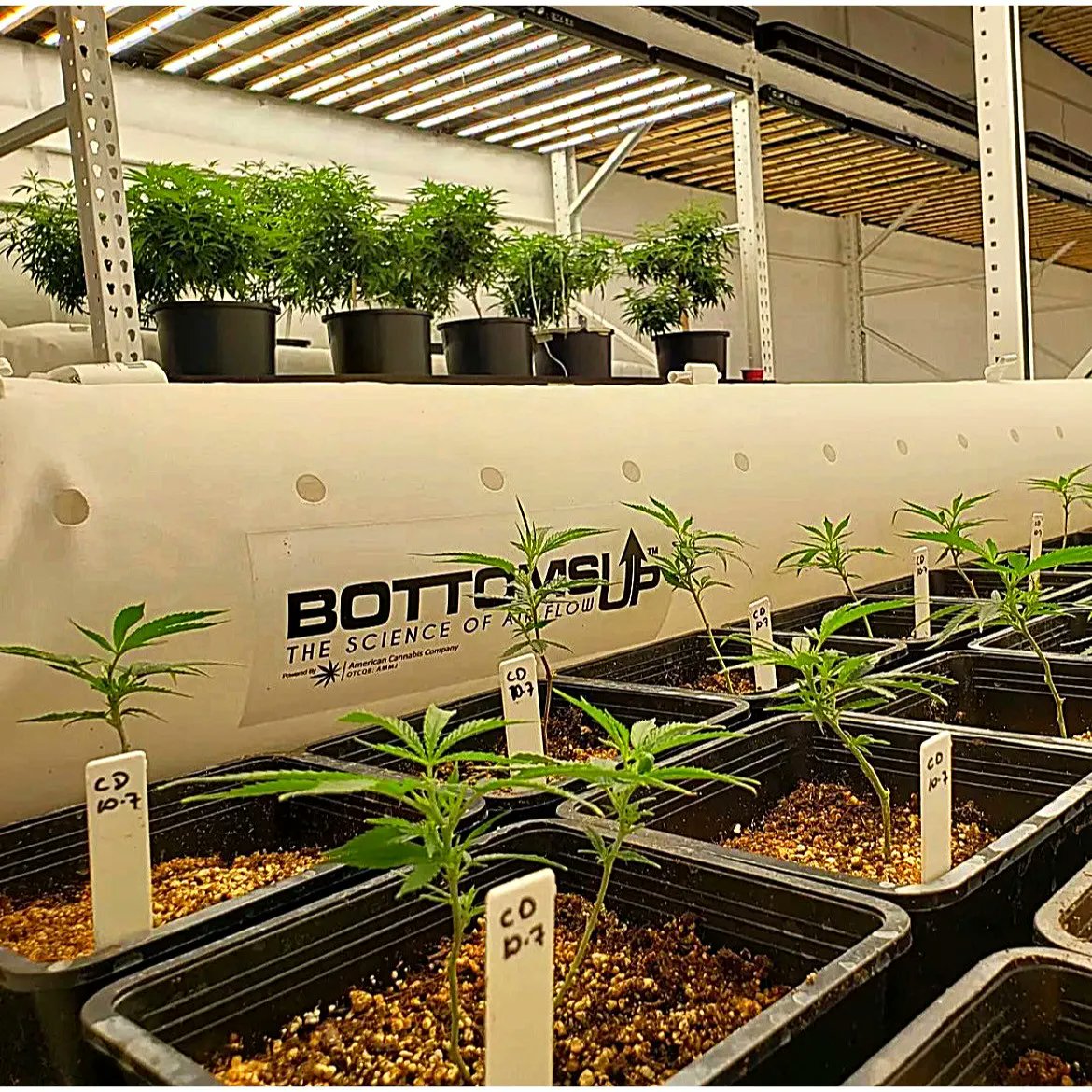 NaturaleafCOS's tweet photo. What does it mean to be Clean Green Certified?We are now being upheld to the highest level of integrity through all production, processing,&amp; distribution of our products!Clean Green is the largest nationally recognized certification for Cannabis produced using organic methods! https://t.co/3okcmxtpVR