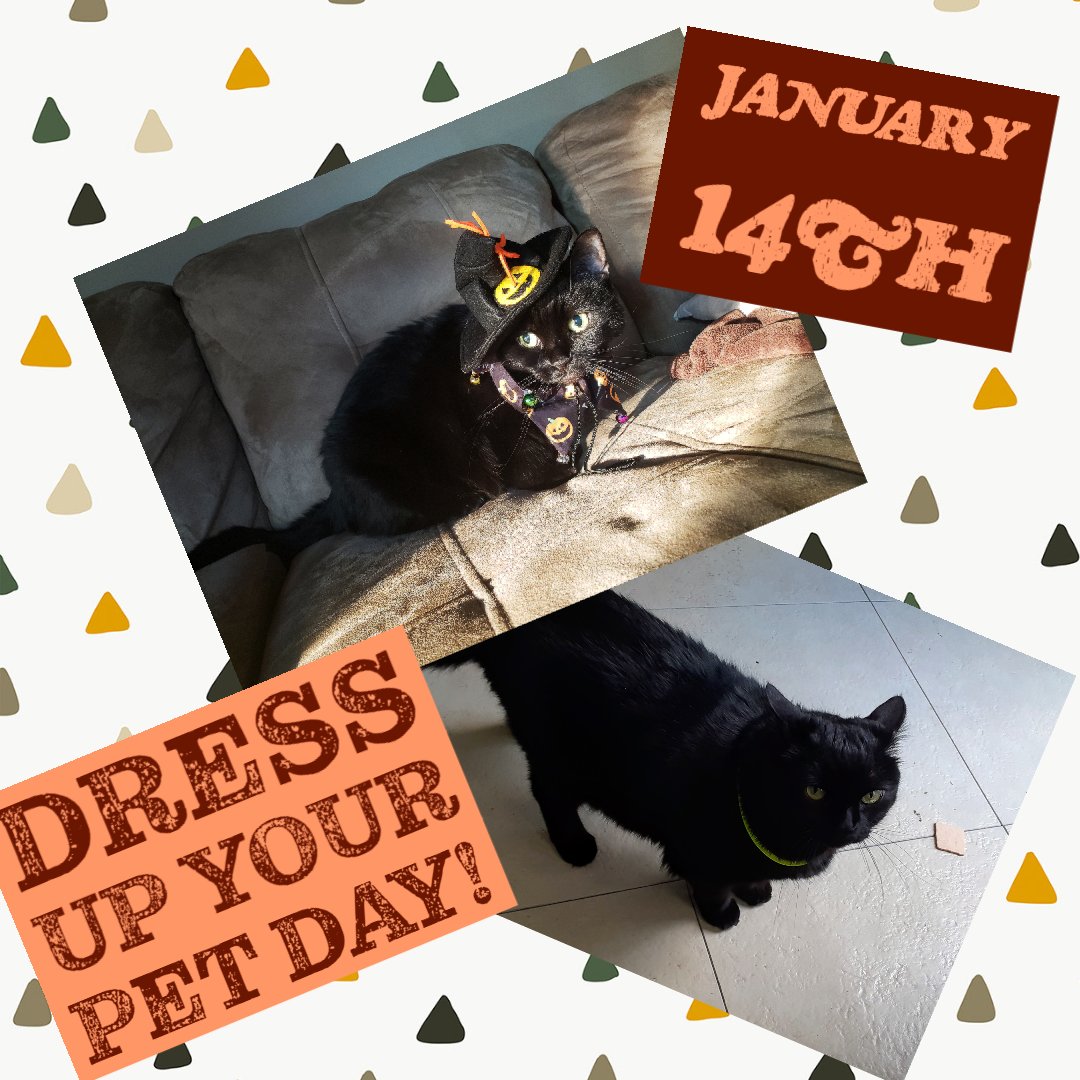 #cat #blackcat #authorlife