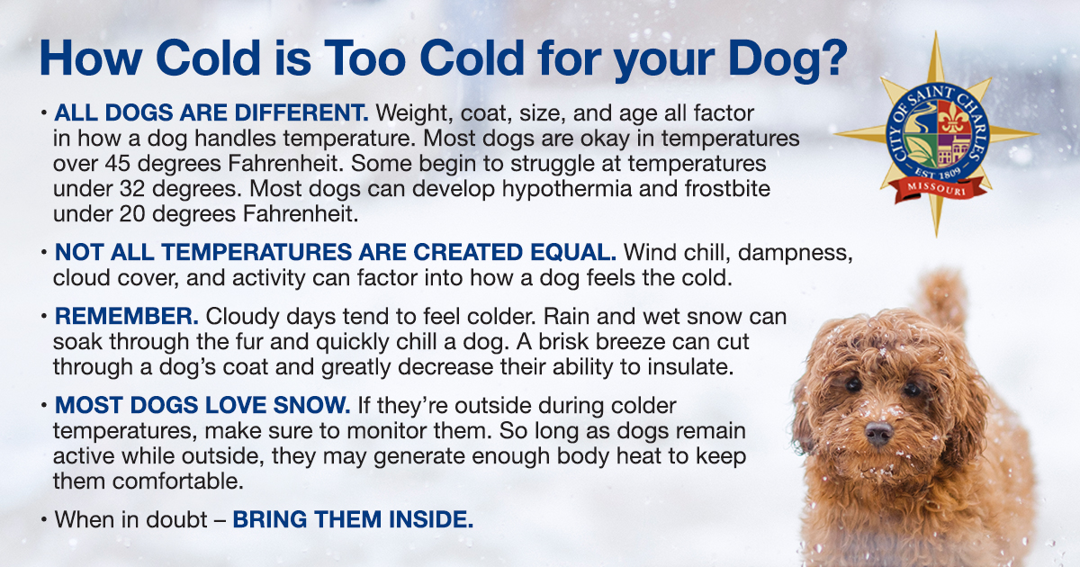 Can Dogs Feel Wind Chill