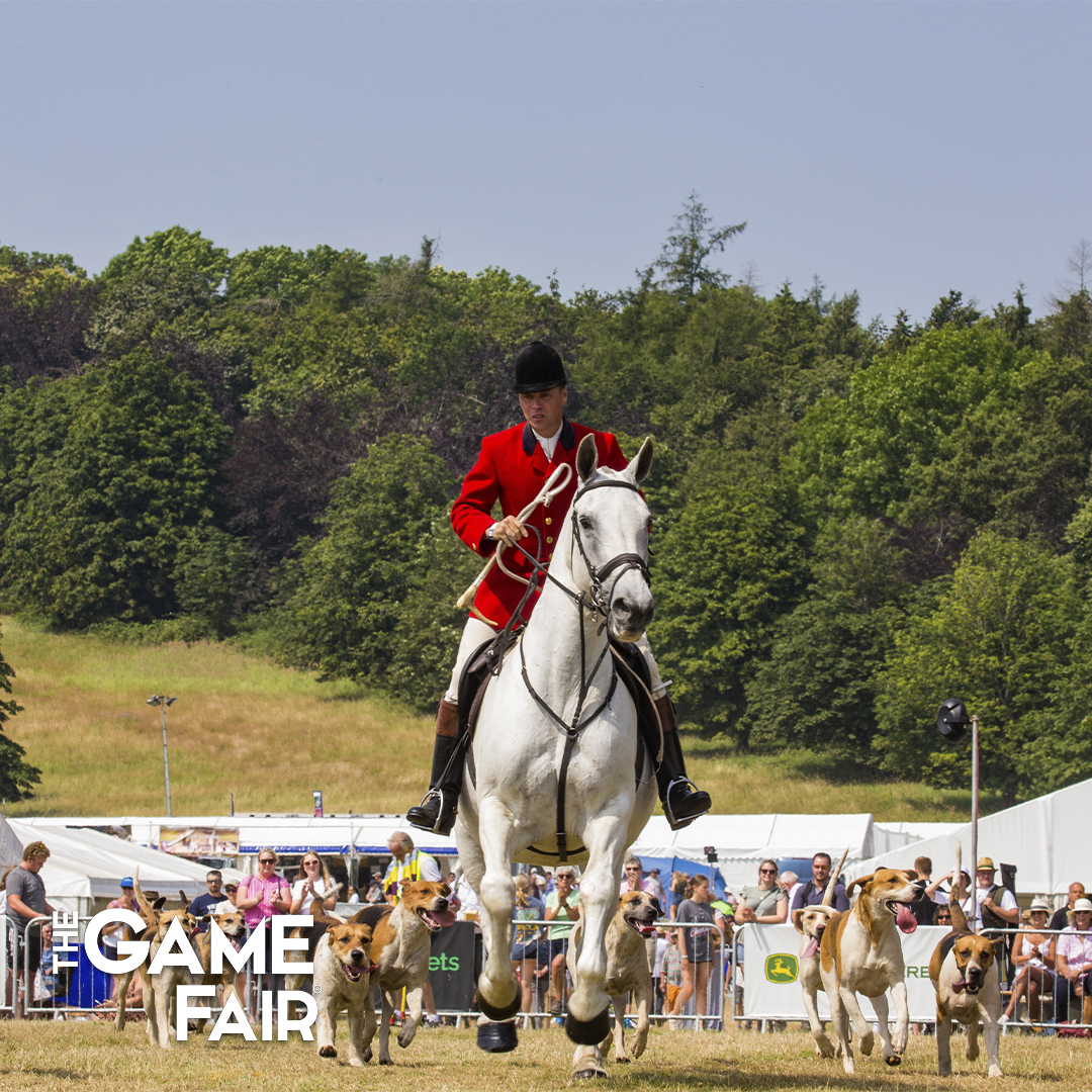 TheGameFair's tweet image. A petition calling for an end to trail hunting on land owned by Cornwall Council has been dubbed ‘anti-rural’ by countryside campaigners, read the full article published by the Countryside Alliance at bit.ly/CA-Hunting

#TrailHunting #HorseandHounds #Hounds