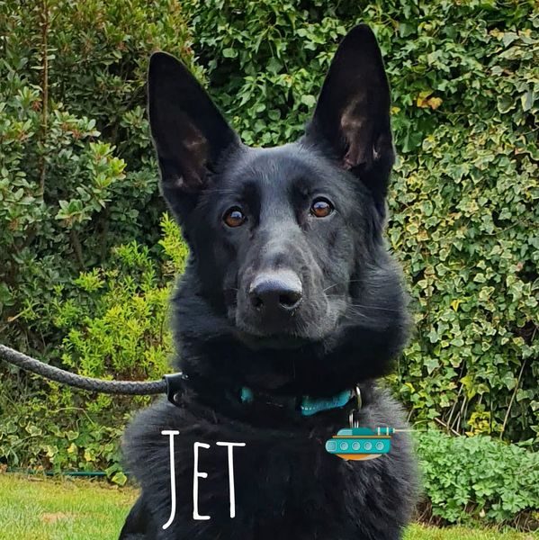 valiantdale german shepherds