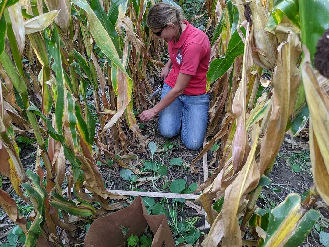 UNL_CropWatch's tweet photo. Digging into Extension: The Right Path for Jenny Rees | Jenny has been at @UNLExtension since 2004, but working for extension wasn't always a part of her plan. Find out how she discovered her ag career path and what it means to her today: https://t.co/oDQF7KaDzx 🌱 #NebExt https://t.co/ZmaQjfipfv