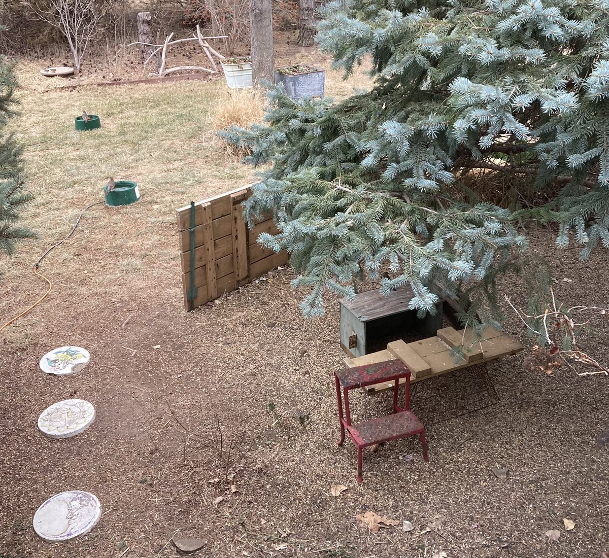 My mom built a bird playground outside her kitchen window. It has a windbreak, two heated bowls, a second food dish in the distance, and a wire basket for the small birds to eat inside and keep the blackbirds out. https://t.co/xYVE5Y9J0z