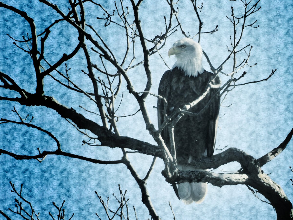 PapaBeardedNFTs's tweet photo. Well some #Solana issues a couple days back meant it took a while to get my 4 latest drops live and listed on @exchgART... and then 1 of the already sold π³
#PBedits & #PBpure have new additions
"Waxwing Pond" has sold
"Winter Eagle"
"Fog Road"
"Windswept Downy"
πLinksπ https://t.co/HoZYJRP5sl
