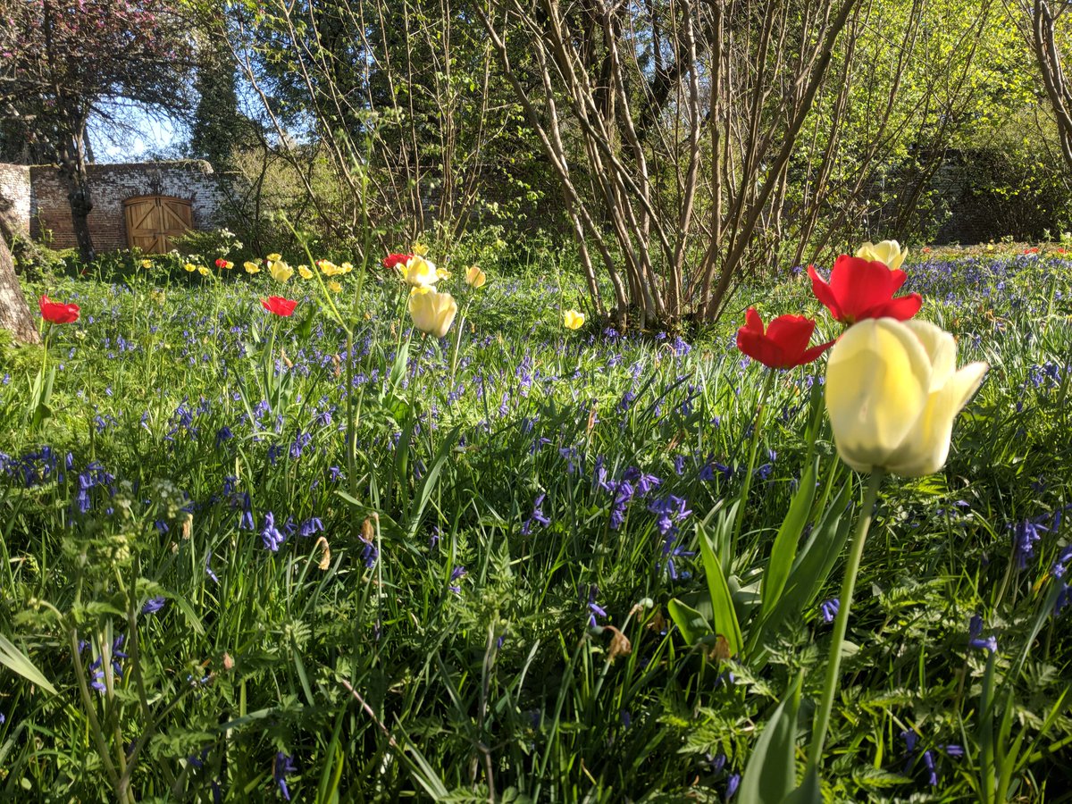 PenshurstPlace's tweet photo. How about a #Throwforward Thursday today? As the Spring shoots continue to emerge we cannot wait for the grounds to be covered in colour again, especially the wild tulips, poppies and bluebells in the Nut Garden! https://t.co/HBVYVvfoZw