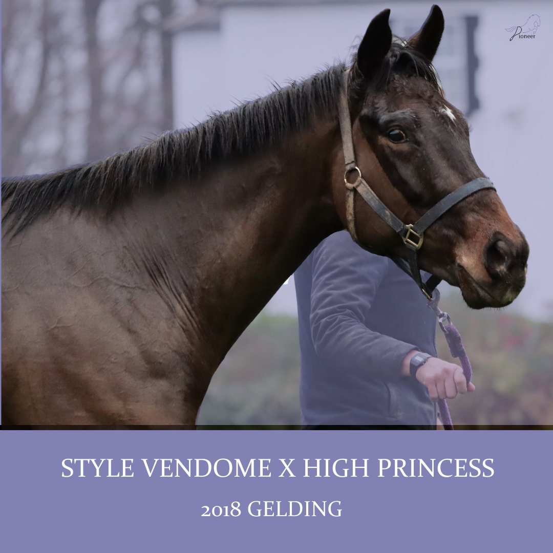 𝐒𝐓𝐘𝐋𝐄 𝐕𝐄𝐍𝐃𝐎𝐌𝐄 𝐗 𝐇𝐈𝐆𝐇 𝐏𝐑𝐈𝐍𝐂𝐄𝐒𝐒

This gelding has an excellent attitude to work with plenty of scope
By French stallion who's wins include the French 2000 𝐆𝐔𝐈𝐍𝐄𝐀𝐒
Dam is half sister to group winner Viane Rose
Shares Available
pioneerhorseracing.com