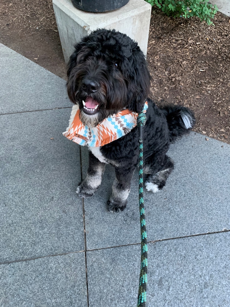 NorthwesternEM's tweet photo. #PetsofNUEM meet PGY1 John Sullivan's dog, Rayna Jane! Rayna Jane, or Ray J, is an 11-month-old bernedoodle who loves living in Streeterville! She loves hiking, going to the dog park, and eating ice cream. #whynuem https://t.co/geqbep0gyw