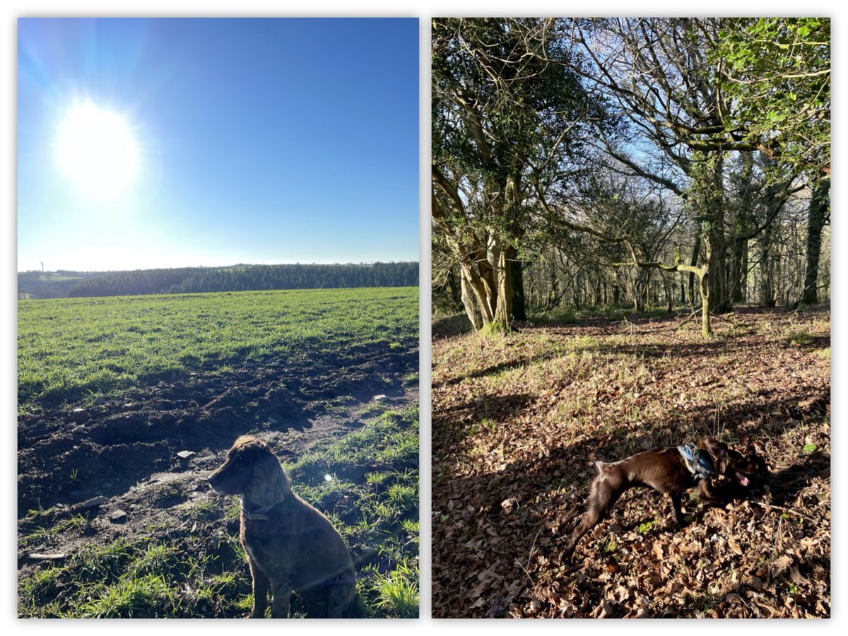 SarahSteeley11's tweet photo. This is definitely more like it โ๏ธโ๏ธโ๏ธ #walkyourdogmonth #Devon #Knowstone https://t.co/SKKQLh3yvT