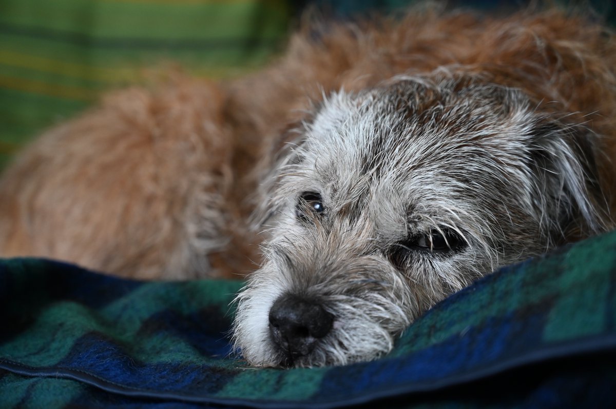 Margot (sisfur of Jakedoganality) b.26/01/2022 tweet media