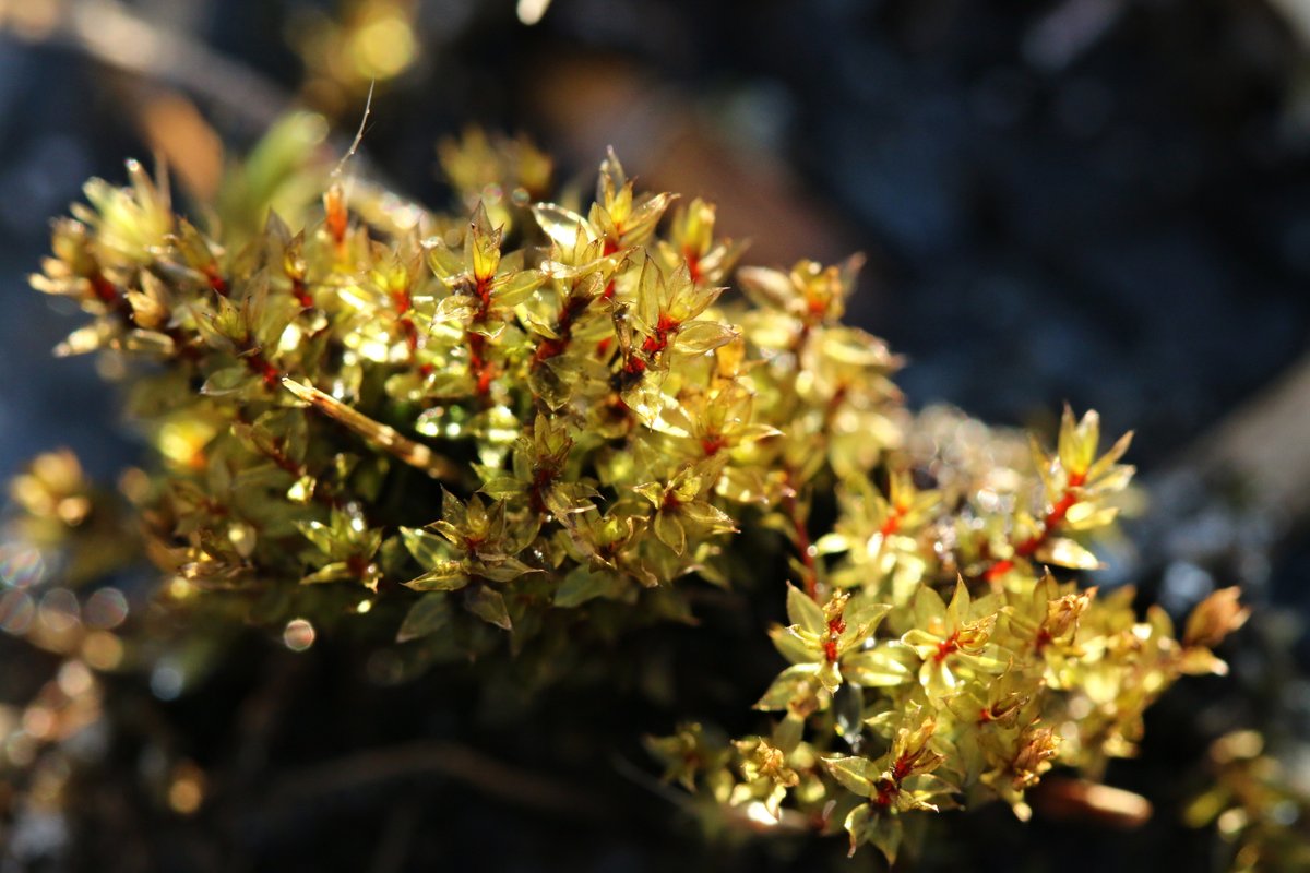 SterbovaJitka's tweet photo. Když kytky spí, mechy se stávají nápadnějšími. Tenhle krasavec se jmenuje prutník hvězdovitý (#Bryum pseudotriquetrum). Červená lodyžka svítí skrze zlatozelené lístky. Roste na rašelinných loukách, ale ne na těch úplně kyselých - potřebuje vyšší pH. 
#kytkoosveta https://t.co/ckIgPSzsQr