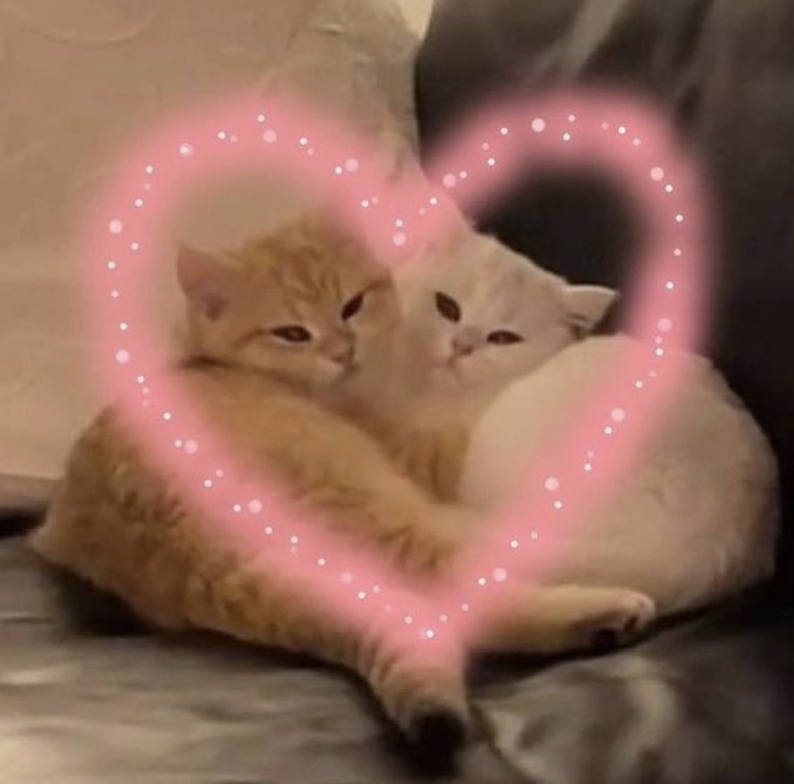 letspetkittens's tweet image. 