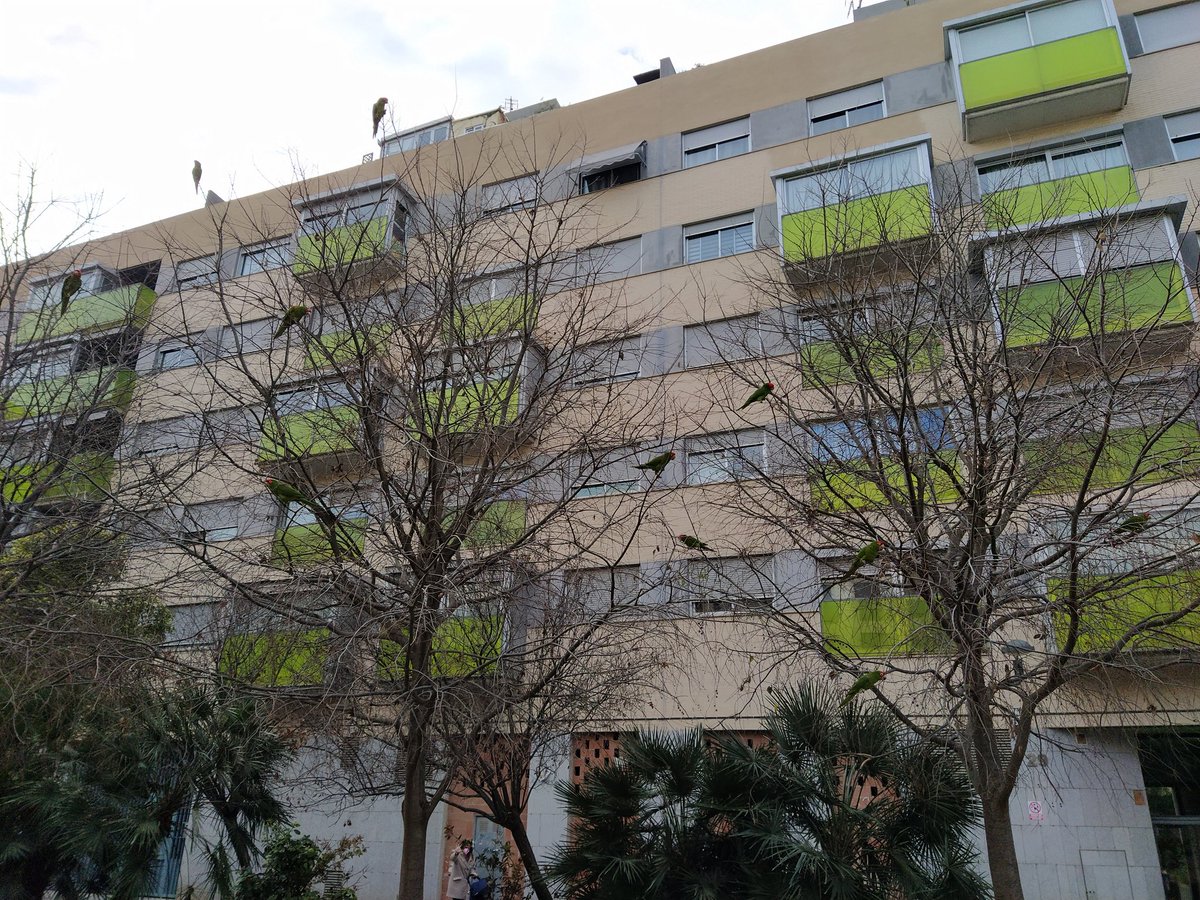 trinasal's tweet photo. 30 cotorras se han instalado en Gayano Lluch junto con las palomas, ensuciando y molestando a todo el vecindario. Necesitamos el control de plagas @AjuntamentVLC https://t.co/wvjexnihVr
