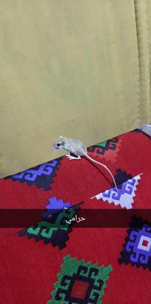 ALTAMIMI BOGANIM tweet media