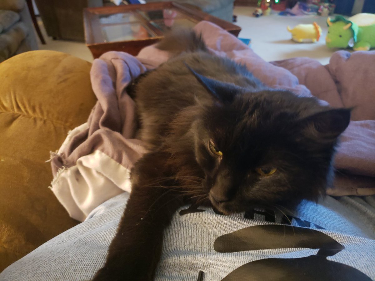 JenilynMichaels's tweet photo. This cat steals silver pens. Don't let her "innocent" face fool you. #Pets https://t.co/OUSoK2U8rI