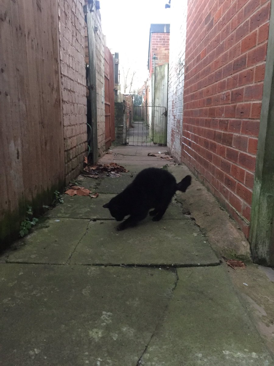 BhFeral's tweet photo. Bovril patrolling the alley after biscuits for breakfast. The crows had pasta + peas and some seeds while I scraped the car #snack #CatsofTwittter #blackcat #cold #crowsoftwitter #Hedgewatch https://t.co/Mv4EyOkCLN
