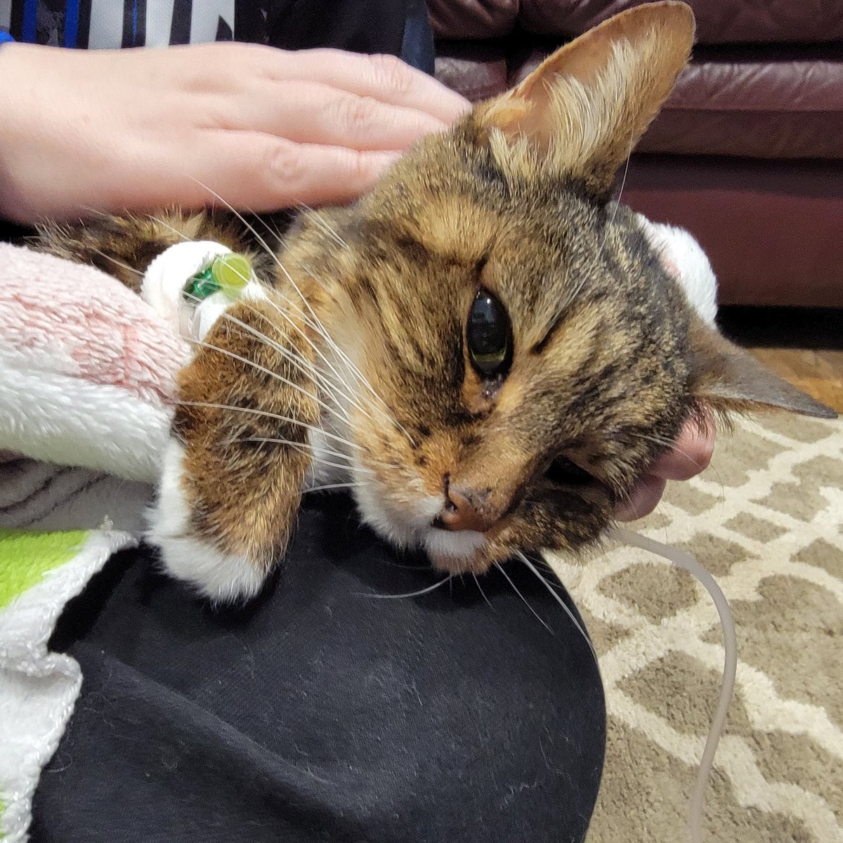 hrbekroenick's tweet photo. Shitty start to the year. #RIPCleo we had 13+ great years with you. Please say hi to your sister Nahlia on the other side of the 🌈 bridge 😪 https://t.co/UjilD9YPon