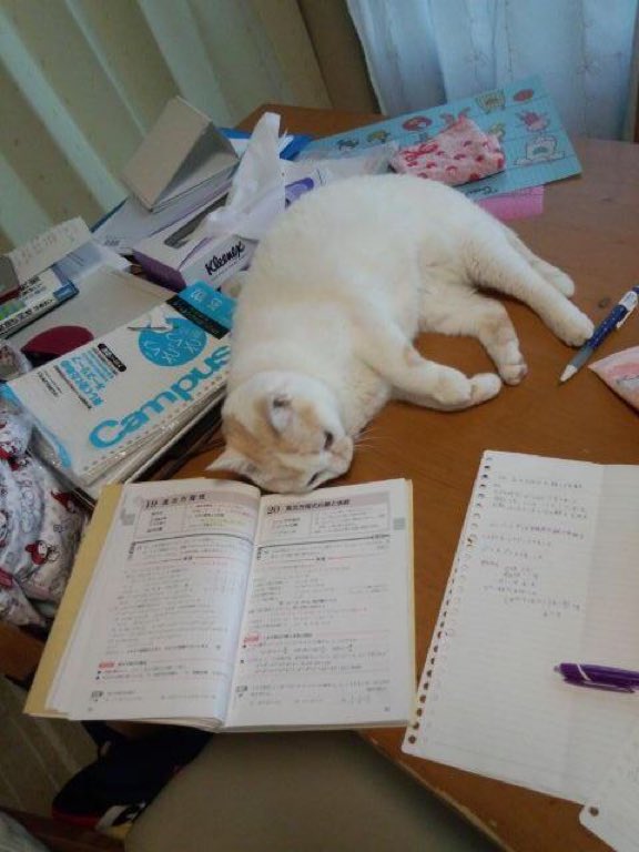 TranslatedCats's tweet photo. Tired of studying meow. https://t.co/FoQm2K3V9t