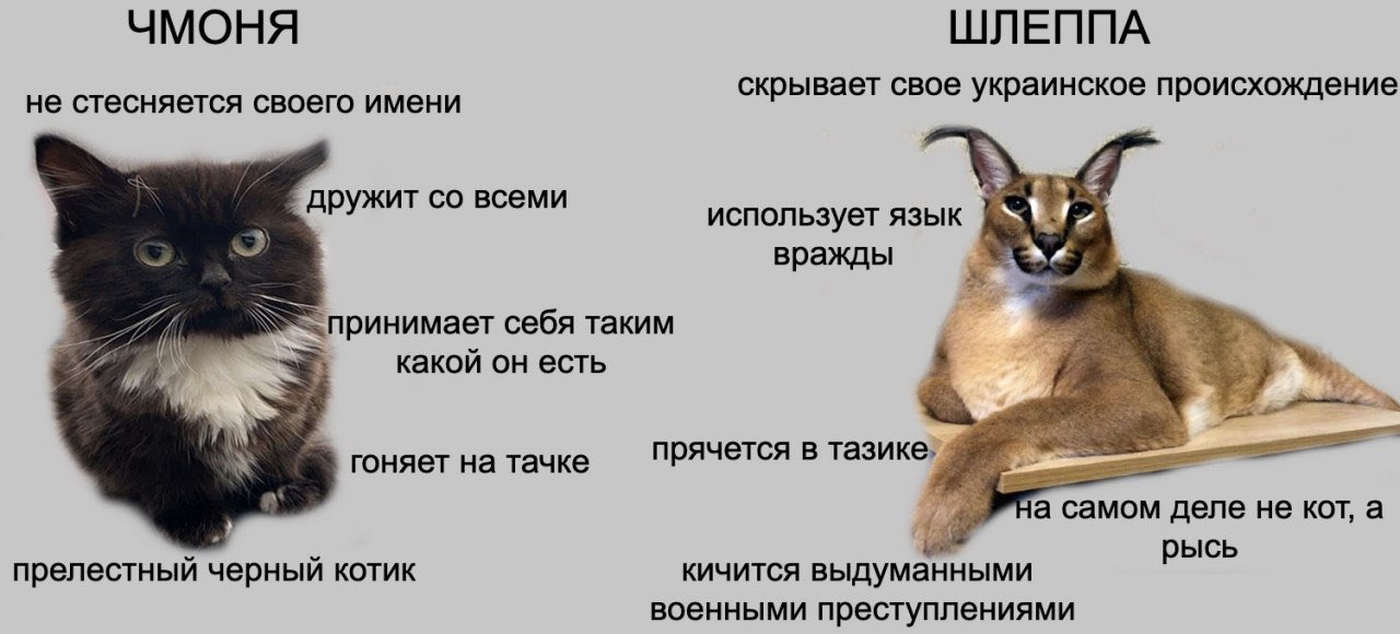 FJF6vqLXwAMfBUs
