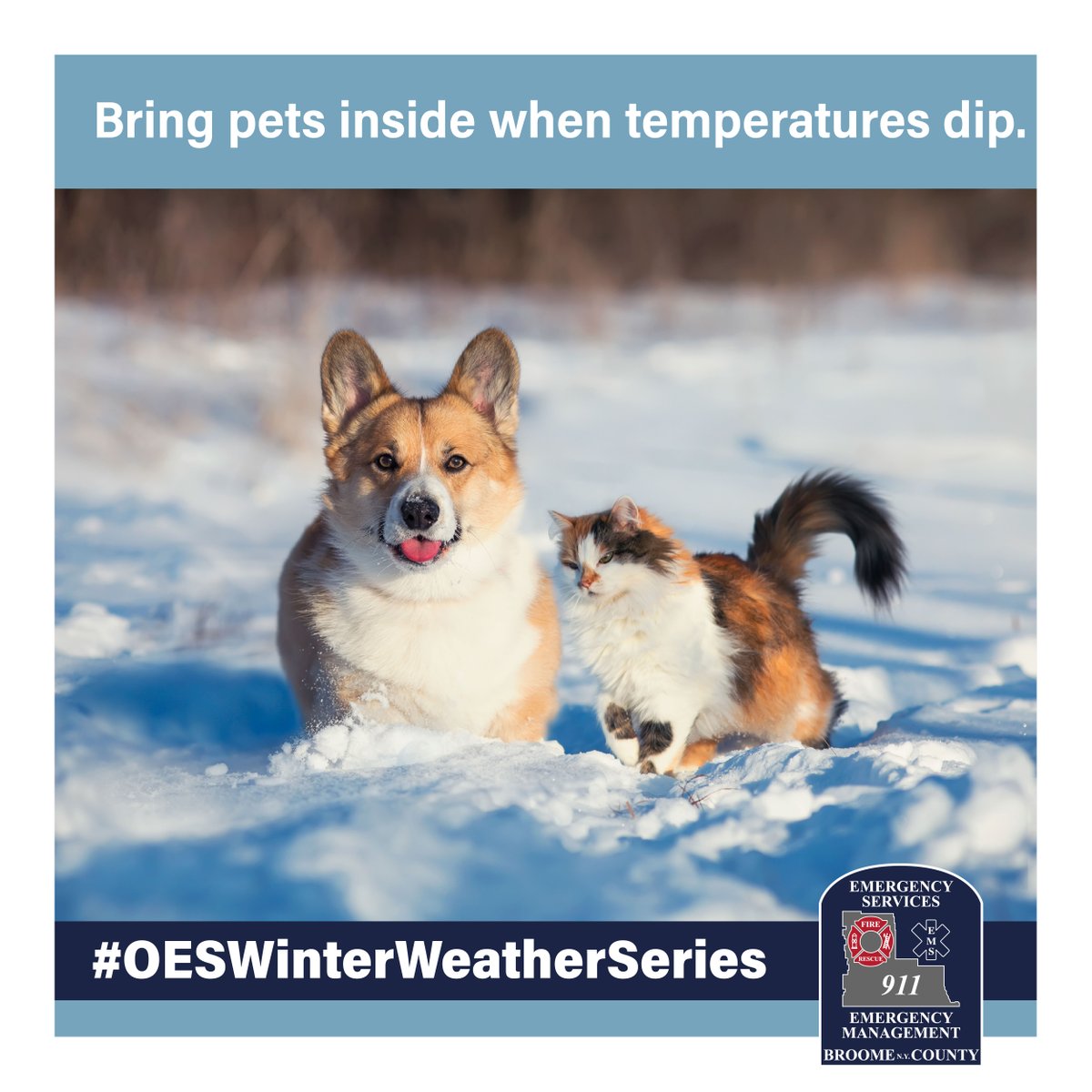 BroomeEmergency's tweet photo. Cold weather can be hazardous to the health of cats and dogs; don't forget to bring your pets inside!
#OESWinterWeatherSeries https://t.co/7cIvmPtKko