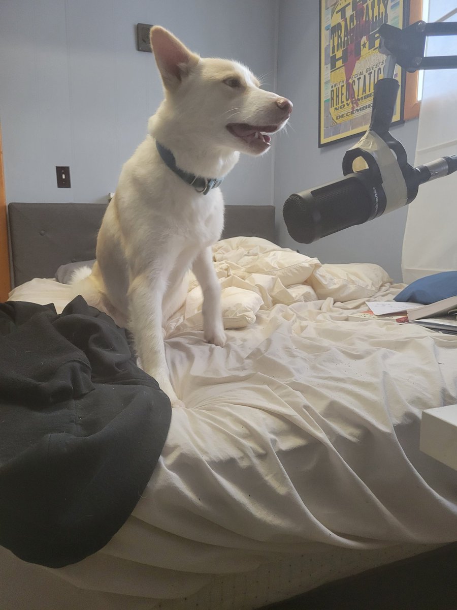 MichealALaverty's tweet photo. We are in the stage of the pandemic where dogs are starting podcasts
 Anything goes here people! https://t.co/YBOkj63LEr